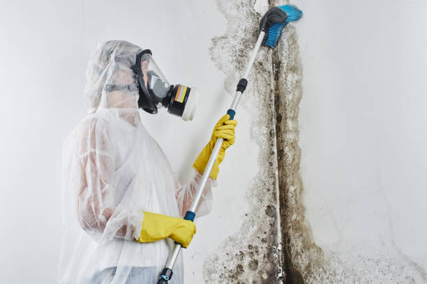 Best Mold Remediation Experts  in Downey, CA