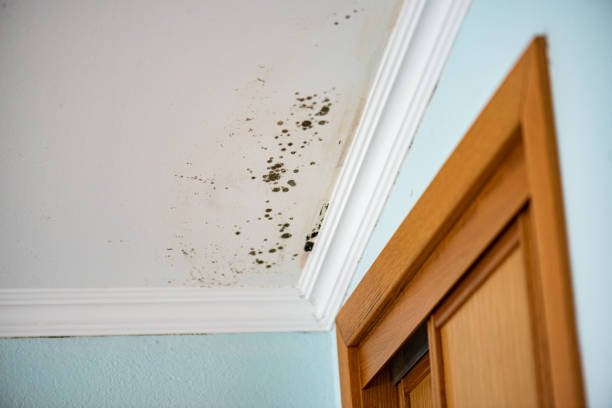 Best Emergency Mold Removal  in Downey, CA