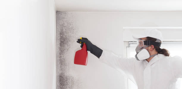 Best Mold Testing  in Downey, CA