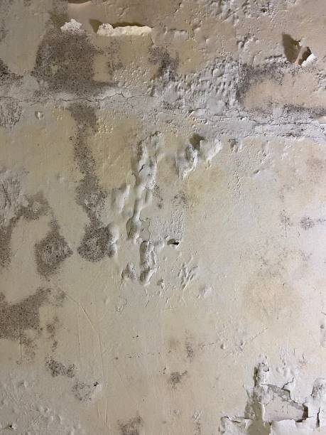 Best Crawl Space Mold Removal  in Downey, CA
