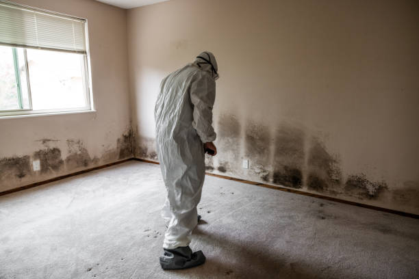 Downey, CA Mold Removal Company