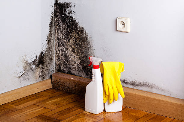 Best Black Mold Removal  in Downey, CA