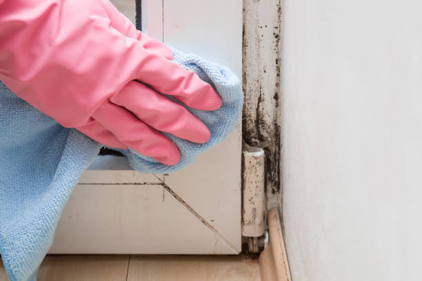 Best Local Mold Removal Service  in Downey, CA