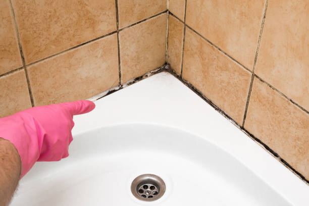 Best Mold Testing  in Downey, CA